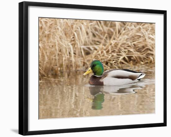 Mallard Drake (Anas Plathyrnhynchos), Basket Slough National Wildlife Refuge, Oregon, Usa-Rick A^ Brown-Framed Photographic Print