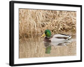 Mallard Drake (Anas Plathyrnhynchos), Basket Slough National Wildlife Refuge, Oregon, Usa-Rick A^ Brown-Framed Photographic Print