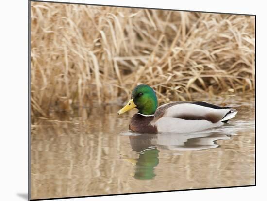 Mallard Drake (Anas Plathyrnhynchos), Basket Slough National Wildlife Refuge, Oregon, Usa-Rick A^ Brown-Mounted Photographic Print