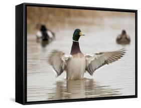 Mallard Drake Flapping after Bathing, Baskett Slough National Wildlife Refuge, Oregon, Usa-Rick A. Brown-Framed Stretched Canvas