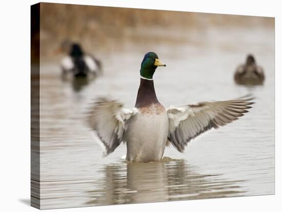 Mallard Drake Flapping after Bathing, Baskett Slough National Wildlife Refuge, Oregon, Usa-Rick A. Brown-Stretched Canvas