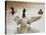 Mallard Drake Flapping after Bathing, Baskett Slough National Wildlife Refuge, Oregon, Usa-Rick A. Brown-Stretched Canvas