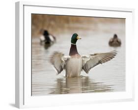 Mallard Drake Flapping after Bathing, Baskett Slough National Wildlife Refuge, Oregon, Usa-Rick A. Brown-Framed Photographic Print