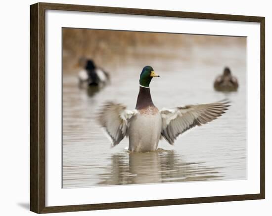 Mallard Drake Flapping after Bathing, Baskett Slough National Wildlife Refuge, Oregon, Usa-Rick A. Brown-Framed Photographic Print