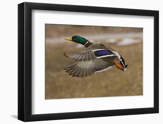 Mallard Drake Flying During Autumn, Anchorage, Alaska-Design Pics-Framed Photographic Print