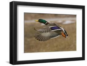 Mallard Drake Flying During Autumn, Anchorage, Alaska-Design Pics-Framed Photographic Print