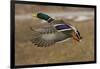 Mallard Drake Flying During Autumn, Anchorage, Alaska-Design Pics-Framed Photographic Print