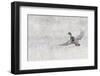 Mallard drake flying in heavy snow-Ken Archer-Framed Photographic Print