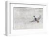Mallard drake flying in heavy snow-Ken Archer-Framed Photographic Print