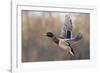 Mallard Drake flying-Ken Archer-Framed Photographic Print