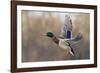 Mallard Drake flying-Ken Archer-Framed Photographic Print