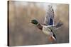 Mallard Drake flying-Ken Archer-Stretched Canvas