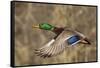 Mallard drake flying-Ken Archer-Framed Stretched Canvas