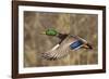 Mallard drake flying-Ken Archer-Framed Photographic Print