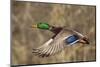 Mallard drake flying-Ken Archer-Mounted Photographic Print