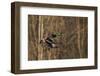 Mallard drake flying-Ken Archer-Framed Photographic Print