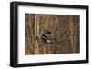 Mallard drake flying-Ken Archer-Framed Photographic Print