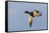 Mallard drake flying-Ken Archer-Framed Stretched Canvas