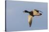 Mallard drake flying-Ken Archer-Stretched Canvas