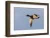 Mallard drake flying-Ken Archer-Framed Photographic Print