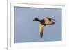 Mallard drake flying-Ken Archer-Framed Photographic Print