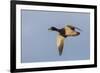 Mallard drake flying-Ken Archer-Framed Photographic Print