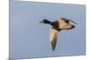 Mallard drake flying-Ken Archer-Mounted Photographic Print