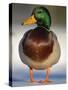 Mallard Drake Portrait Standing on Ice, Highlands, Scotland, UK-Pete Cairns-Stretched Canvas