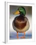 Mallard Drake Portrait Standing on Ice, Highlands, Scotland, UK-Pete Cairns-Framed Photographic Print