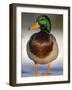 Mallard Drake Portrait Standing on Ice, Highlands, Scotland, UK-Pete Cairns-Framed Photographic Print