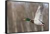 Mallard Drake Taking Flight-Ken Archer-Framed Stretched Canvas