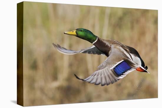 Mallard Drake Taking Flight-Ken Archer-Stretched Canvas