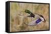 Mallard Drake Taking Flight-Ken Archer-Framed Stretched Canvas