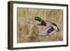 Mallard Drake Taking Flight-Ken Archer-Framed Photographic Print