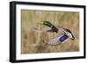 Mallard Drake Taking Flight-Ken Archer-Framed Photographic Print