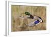 Mallard Drake Taking Flight-Ken Archer-Framed Photographic Print