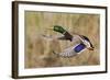 Mallard Drake Taking Flight-Ken Archer-Framed Photographic Print