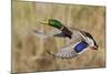 Mallard Drake Taking Flight-Ken Archer-Mounted Photographic Print