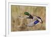 Mallard Drake Taking Flight-Ken Archer-Framed Photographic Print