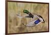 Mallard Drake Taking Flight-Ken Archer-Framed Photographic Print