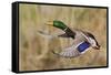 Mallard Drake Taking Flight-Ken Archer-Framed Stretched Canvas