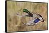 Mallard Drake Taking Flight-Ken Archer-Framed Stretched Canvas