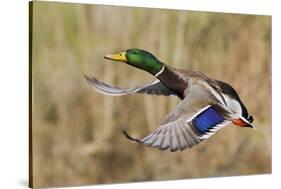 Mallard Drake Taking Flight-Ken Archer-Stretched Canvas