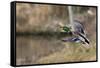 Mallard Drake Taking Flight-Ken Archer-Framed Stretched Canvas