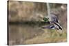 Mallard Drake Taking Flight-Ken Archer-Stretched Canvas