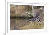 Mallard Drake Taking Flight-Ken Archer-Framed Photographic Print