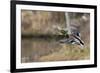 Mallard Drake Taking Flight-Ken Archer-Framed Photographic Print