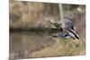 Mallard Drake Taking Flight-Ken Archer-Mounted Photographic Print