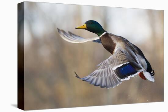 Mallard Drake Taking Flight-Ken Archer-Stretched Canvas