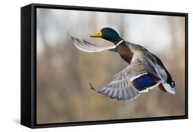 Mallard Drake Taking Flight-Ken Archer-Framed Stretched Canvas